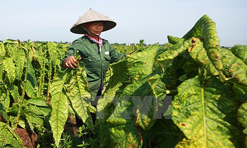 “Say” mùi thuốc lào trong mùa thu hoạch lá ở Hải Phòng 