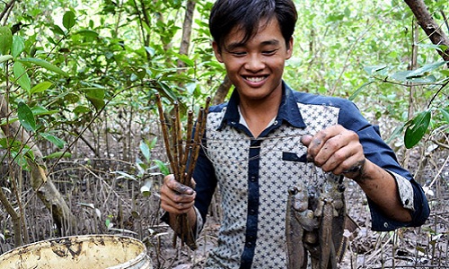 Theo chân thợ nghề săn cá thòi lòi hốt tiền triệu 