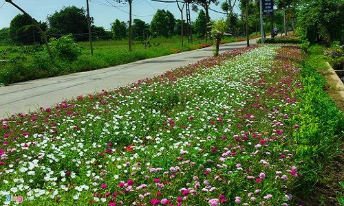 Đường hoa mười giờ đẹp như mơ giữa Hà Nội 