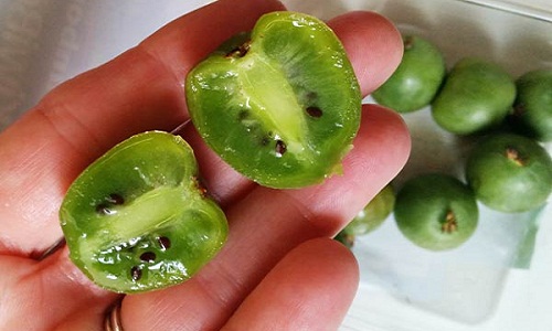 Kiwi tí hon giá chát 1 triệu đồng/kg khiến chị em “phát cuồng“