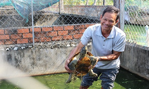 Những trang trại rùa "đẻ" ra tiền của nông dân Việt