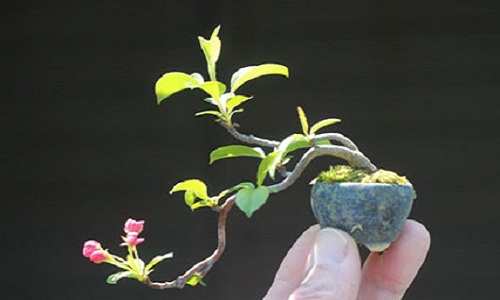 Mê tít những chậu bonsai bé như ngón tay tuyệt đẹp