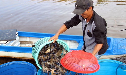 Về thăm thủ phủ nuôi tôm càng xanh ở Cà Mau