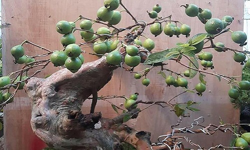 Ngắm ổi bonsai dáng thế siêu đẹp chơi Tết 2018