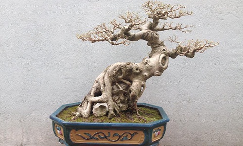 Khô như củi, bonsai không lá độc dị vẫn đẹp hút hồn