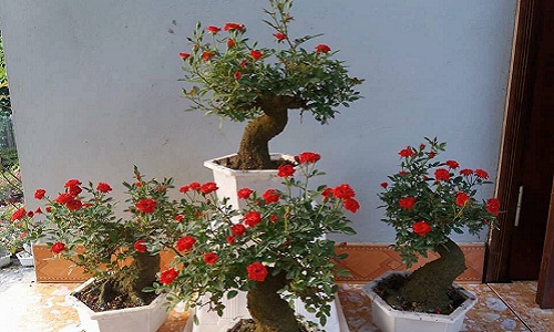 Hồng bonsai đắp rêu gây sốt thị trường hoa Tết 2018