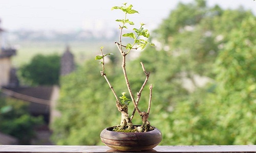 Bonsai hoa nhài đẹp mắt khiến dân mê cây cảnh điêu đứng