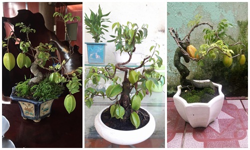 Mê mẩn những chậu khế bonsai dáng siêu đẹp