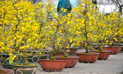 Mai vàng miền Nam bán sớm ở chợ hoa Tết Hà Nội