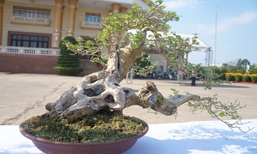 La liệt bonsai độc lạ giá cả cây vàng “đại náo” thị trường Tết 2018 