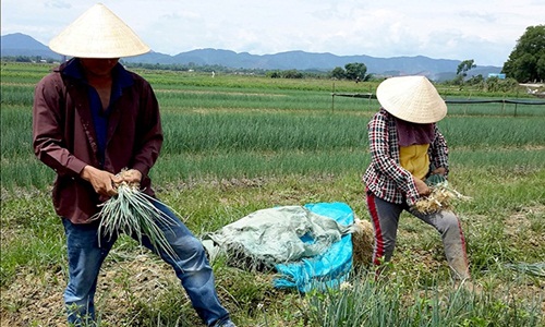 Những ruộng rau gia vị hốt bạc tỷ của nông dân Việt