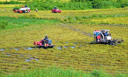 Ngắm mùa vàng bội thu trên vùng đất lúa