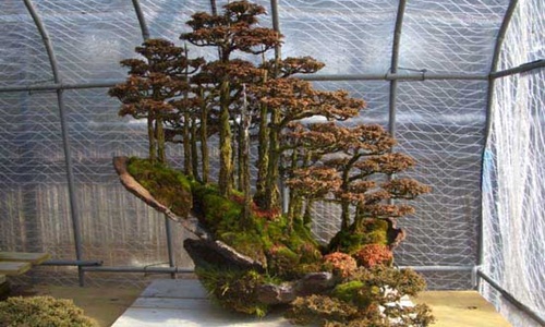 Mê mẩn loạt tuyệt tác rừng bonsai siêu đẹp