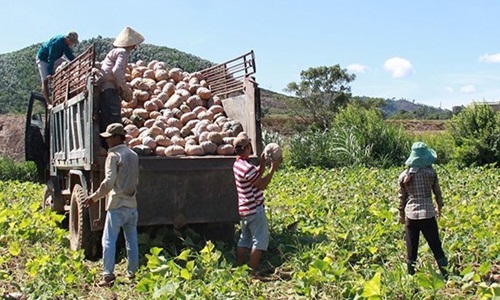 Thảm cảnh bí đỏ rớt giá, còn chưa đến 1.000 đồng/kg