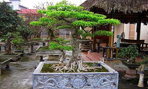 Đẹp hút mắt loạt bonsai dáng phụ tử "kịch độc"