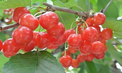 Tận mục giống cherry Nhật Bản có giá "trên trời"