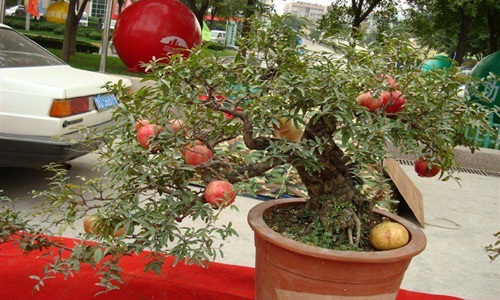 Mãn nhãn những cây lựu bonsai đẹp nhất thế giới