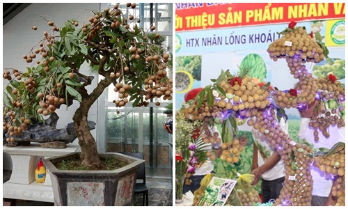 Thích thú ngắm nhìn những chậu bonsai nhãn đẹp hút mắt