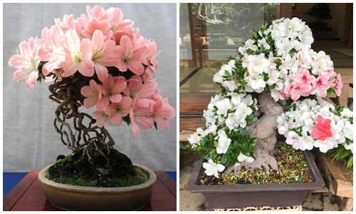 Mê tít loạt bonsai đỗ quyên đẹp hút mắt