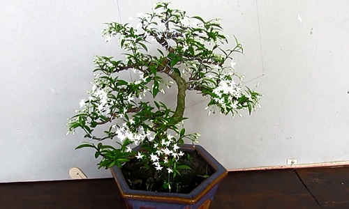 Trang trí nhà với bonsai mai chiếu thủy mini dáng độc