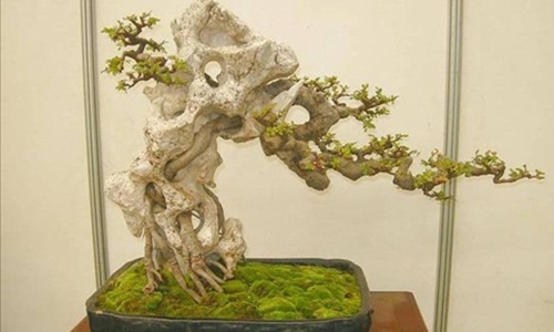 Mỏi mắt ngắm loạt bonsai bám đá đầy nghệ thuật