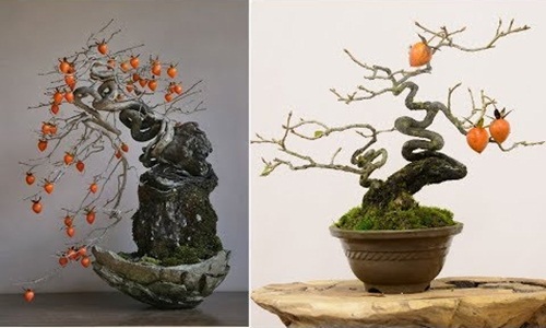 Ngắm hồng giòn bonsai tạo dáng nghệ thuật đỉnh cao