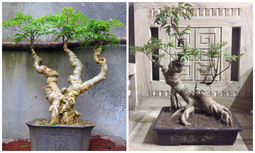 Mãn nhãn loạt bonsai đinh lăng siêu lạ mắt