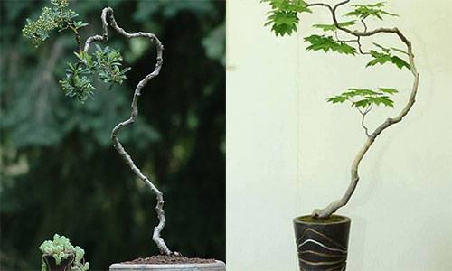 Đẹp hút mắt loạt bonsai dáng văn nhân đầy nghệ thuật