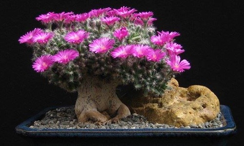 Mãn nhãn loạt xương rồng bonsai nở hoa chơi Tết cực đẹp