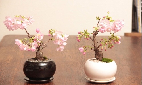 Mê tít loạt bonsai hoa Nhật Bản siêu đẹp