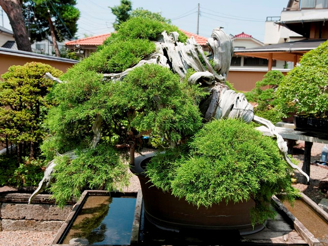 Chiêm ngưỡng loạt cây bonsai nghìn năm tuổi