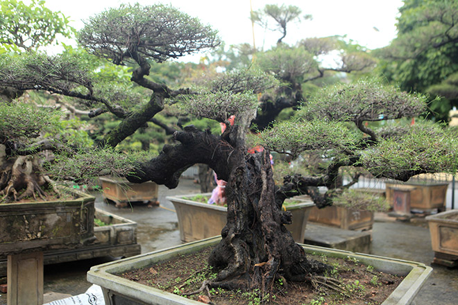 Mê mẩn loạt bonsai phi lao lạ mắt