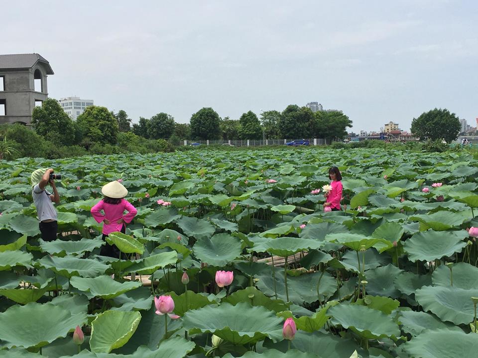 Chụp ảnh hoa sen, phó nháy thu nhập khủng “khó lường“