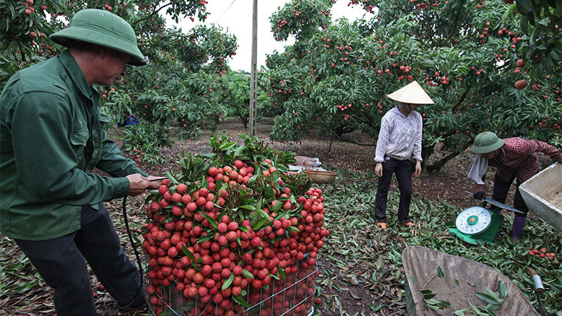 Vải thiều Lục Ngạn giúp bác nông dân này một phút đổi đời thành tỷ phú