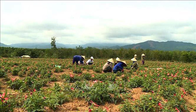 Loài sâm tưởng tuyệt chủng bỗng hồi sinh thần kỳ, dân đút túi tiền tỷ/năm 