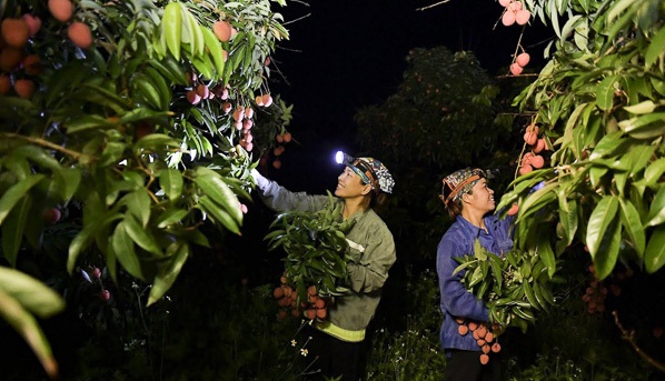 Người dân chong đèn thu hoạch vải thiều từ sáng sớm