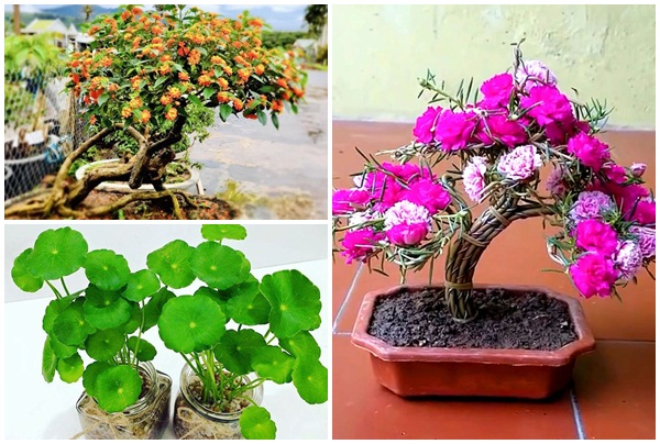 Ngỡ ngàng loạt cây dại thành bonsai chơi Tết