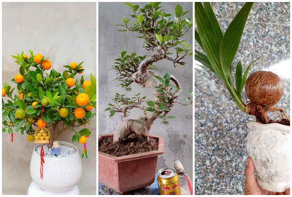  Bonsai tí hon quất, sung, đào...giá mềm, hút khách dịp Tết