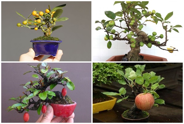 Bộ sưu tập bonsai cây ăn quả mini khiến dân chơi mê tít