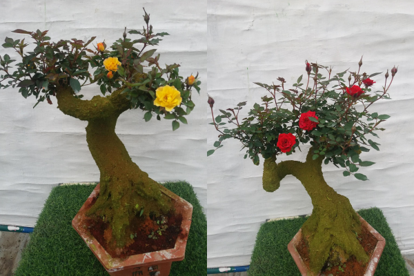 Mãn nhãn hồng bonsai giả cổ hơn nửa triệu đồng chơi Têt