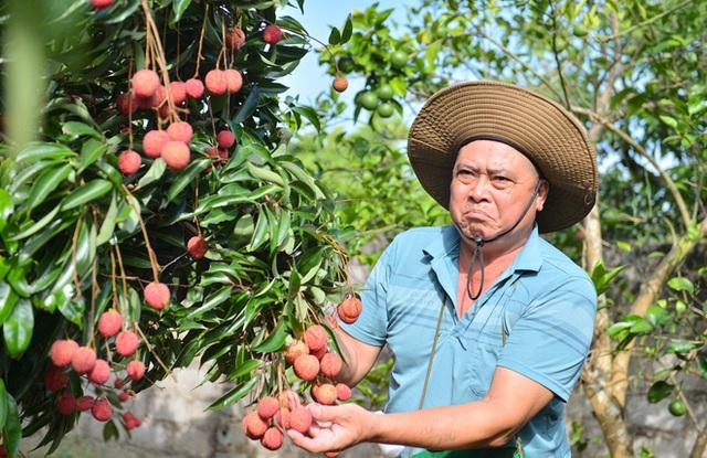 Cận cảnh vườn vải thiều không hạt đang gây sốt ở Bắc Giang