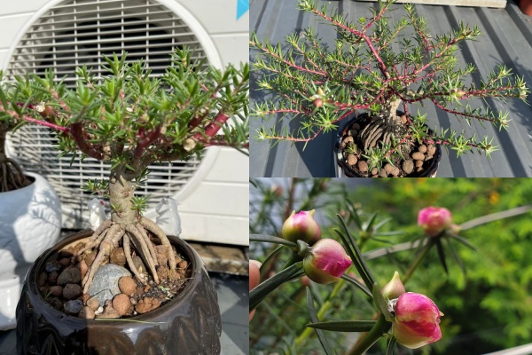 Loại hoa mọc bờ bụi cho không ai lấy, lên chậu bonsai nửa triệu đồng/cây