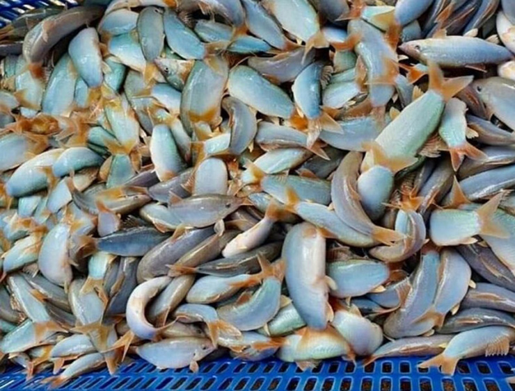 Loài cá lạ hóa “mỏ vàng”, bán 800.000/kg người mua nườm nượp