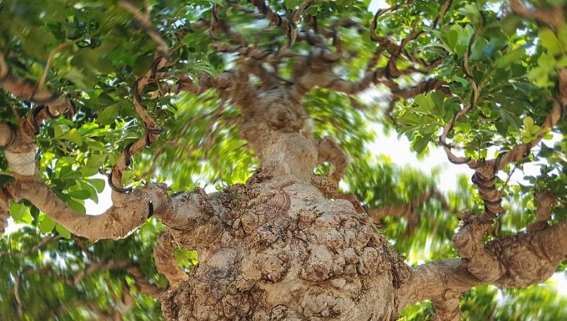 Cận cảnh “đại lão ngâu” bonsai tiền tỷ “chấn động” giới chơi cây