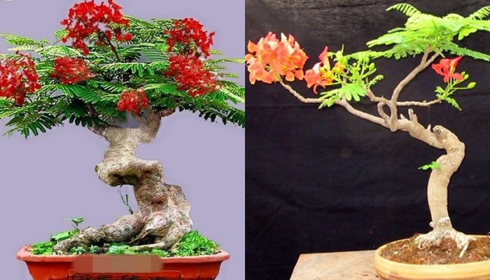 Mê mẩn những chậu phượng vĩ bonsai độc nhất vô nhị