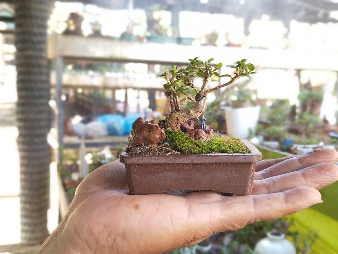 Mê mẩn bộ sưu tập bonsai minni lớn nhất thế giới 