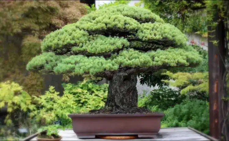 Chiêm ngưỡng những tác phẩm bonsai đắt nhất thế giới 