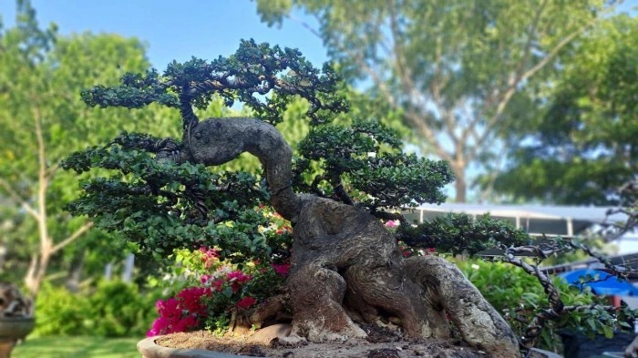 Ngắm loạt “quái cây” bonsai giá hàng tỷ đồng không bán 