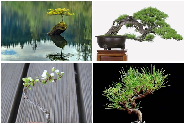 Mê tít bộ sưu tập những kiệt tác bonsai đẹp không tưởng