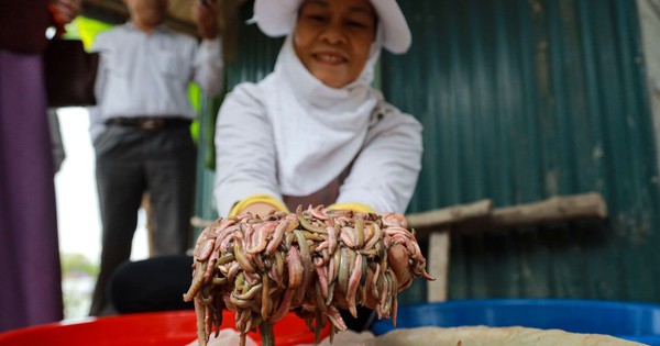 Nông dân Hải Dương khai thác rươi thu hàng trăm triệu đồng/ngày